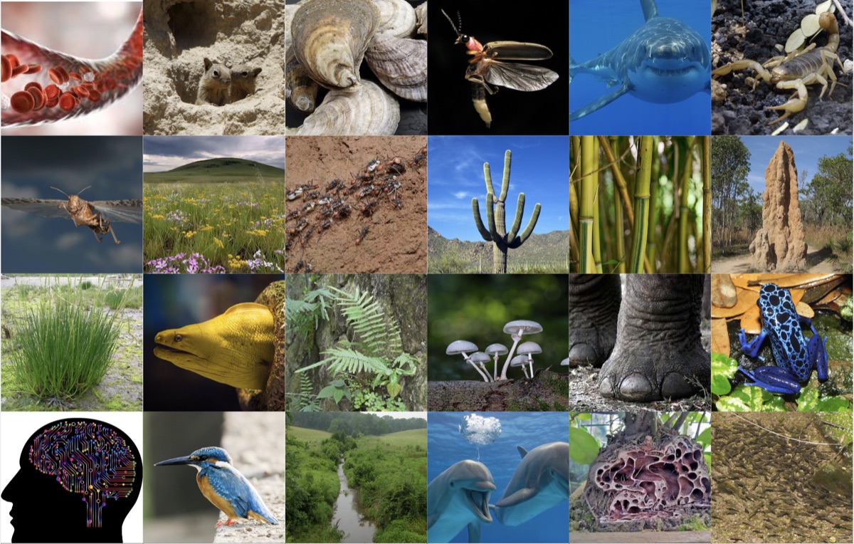 a grid of organisms and natural structures studied in biomimicry